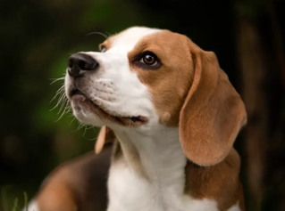 Canis lupus familiaris